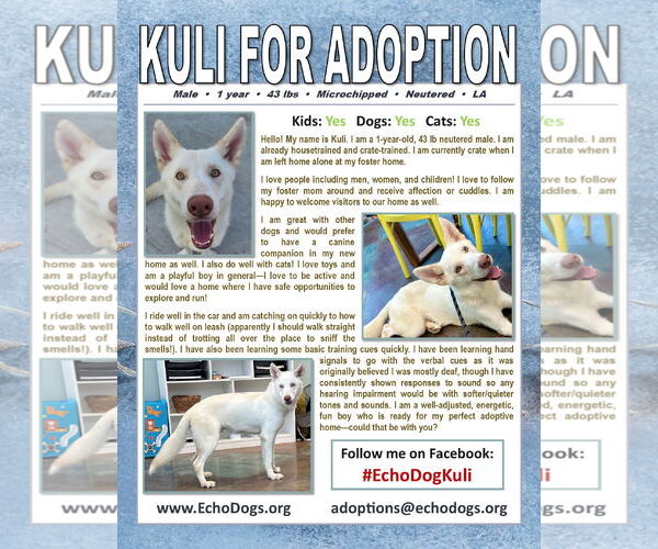 Medium Photo #4 Unknown-white german shepherd Mix Puppy For Sale in Hoffman Estates, IL, USA