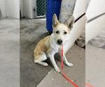 Small German Shepherd Dog