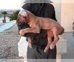 Small Photo #11 Cane Corso Puppy For Sale in APPLE VALLEY, CA, USA