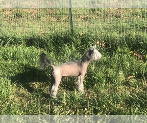 Mother of the Chinese Crested puppies born on 01/18/2022