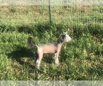 Small Photo #1 Chinese Crested Puppy For Sale in MOUNTAIN HOME, AR, USA