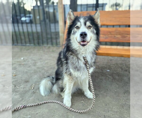 Medium Photo #1 Siberian Husky-Unknown Mix Puppy For Sale in Long Beach, CA, USA