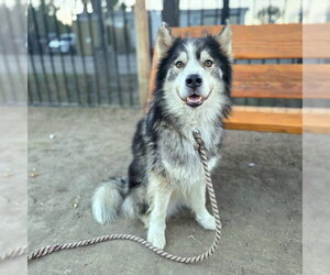 Siberian Husky-Unknown Mix Dogs for adoption in Long Beach, CA, USA