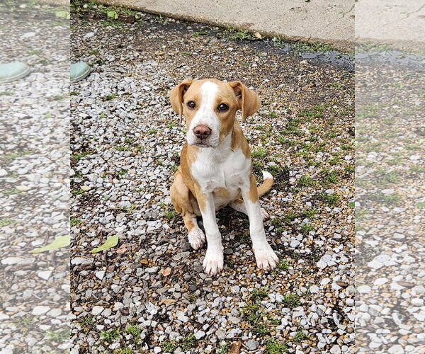 Medium Photo #1 Beagle-Staffordshire Bull Terrier Mix Puppy For Sale in Oakhurst, NJ, USA
