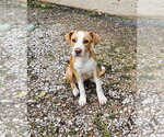 Small Beagle-Staffordshire Bull Terrier Mix