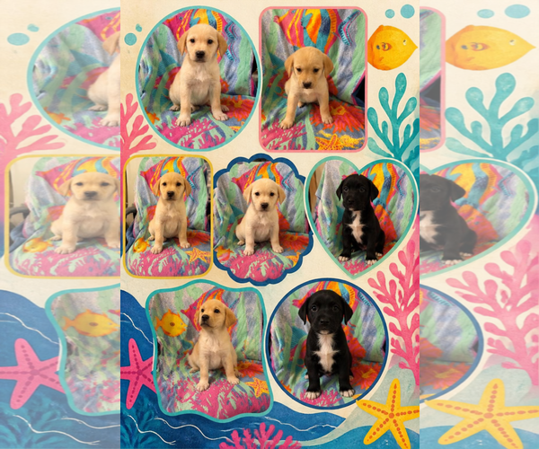 Medium Photo #1 Labrador Retriever-Unknown Mix Puppy For Sale in Anchorage, AK, USA