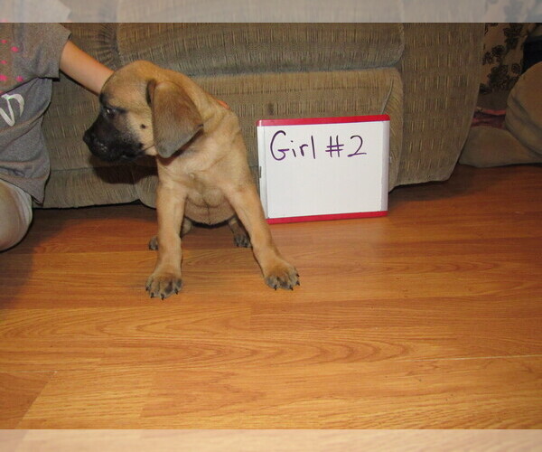 Medium Photo #24 Mastiff Puppy For Sale in FARMERVILLE, LA, USA