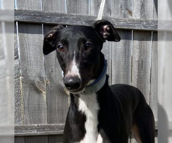Medium Photo #1 Greyhound Puppy For Sale in Grandville, MI, USA