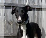 tori - Female Greyhound Dog for Adoption - Small photo