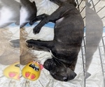 Small Photo #7 American Pit Bull Terrier Puppy For Sale in MIAMI, FL, USA