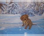 Small Photo #16 Cavalier King Charles Spaniel Puppy For Sale in HOWLAND, OH, USA