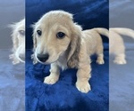 Small #11 Dachshund