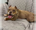 Small #4 Bulldog