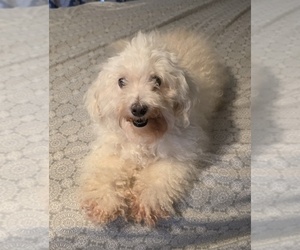 Mother of the Poodle (Toy) puppies born on 02/14/2026