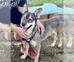 Small German Shepherd Dog-Siberian Husky Mix
