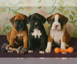 Boxer Litter for sale in TROUPSBURG, NY, USA