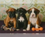Small Photo #1 Boxer Puppy For Sale in TROUPSBURG, NY, USA