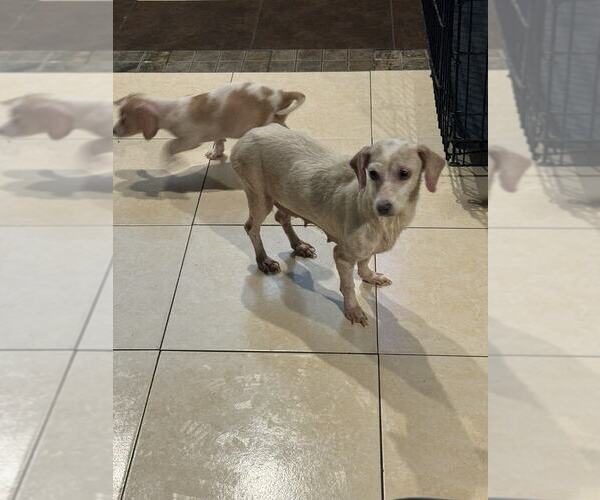 Medium Photo #8 Chiweenie Puppy For Sale in Brewster, NY, USA