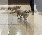 Small #7 Chiweenie
