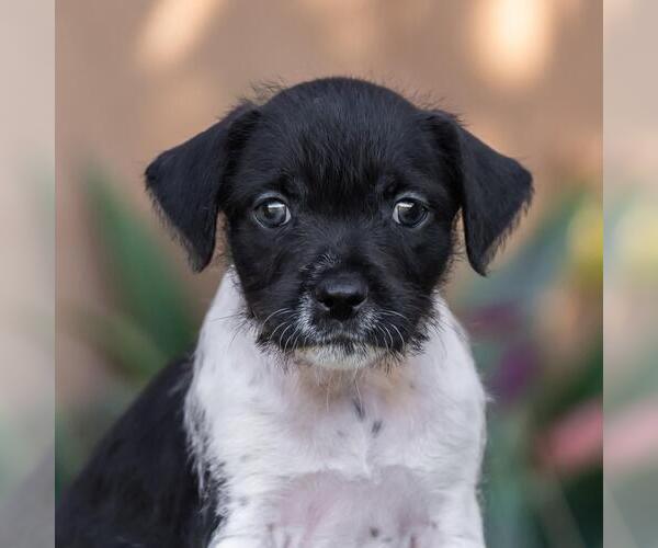 Medium Photo #1 Jack Russell Terrier-Unknown Mix Puppy For Sale in San Diego, CA, USA