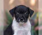 Small Jack Russell Terrier Mix