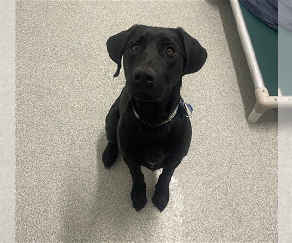 Medium Photo #1 Labrador Retriever Puppy For Sale in Fort Collins, CO, USA