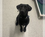 Small Labrador Retriever
