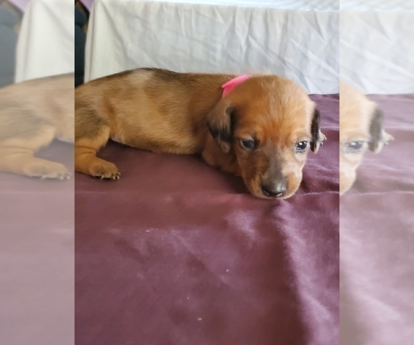 Medium Photo #3 Dachshund Puppy For Sale in LADY LAKE, FL, USA