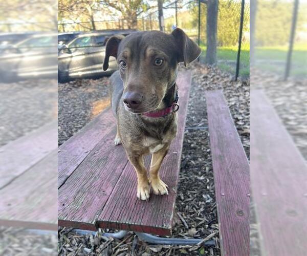 Medium Photo #2 Dachshund Puppy For Sale in Fremont, CA, USA