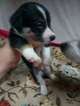 Small Photo #15 Border Collie-Pembroke Welsh Corgi Mix Puppy For Sale in ORCHARD, CO, USA