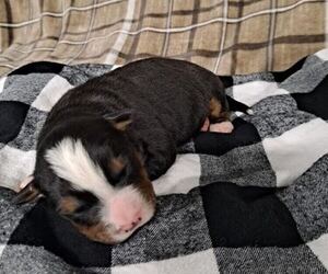 Bernese Mountain Dog Puppy for sale in GREENSBURG, IN, USA