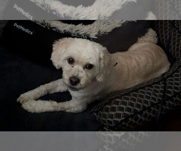 Medium Photo #2 Mal-Shi Puppy For Sale in Princeton, MN, USA