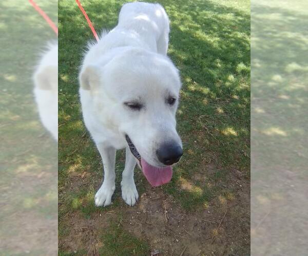 Medium Photo #6 Great Pyrenees Puppy For Sale in Spring, TX, USA
