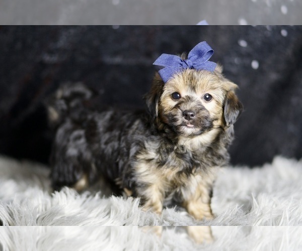 Medium Photo #4 YorkiePoo Puppy For Sale in WARSAW, IN, USA