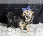 Small #3 YorkiePoo