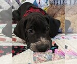 Small Photo #10 Great Dane Puppy For Sale in WALSENBURG, CO, USA