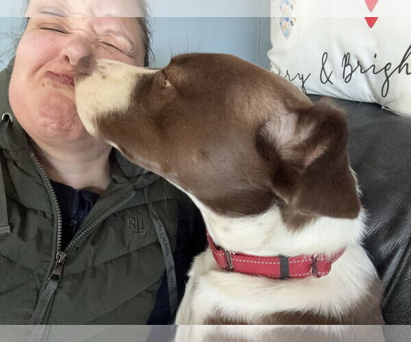 Medium Photo #9 Mutt Puppy For Sale in NEWPORT NH, NH, USA