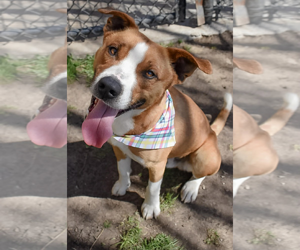 Medium Photo #1 Mutt Puppy For Sale in Tulsa, OK, USA