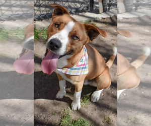 Mutt Dogs for adoption in Tulsa, OK, USA