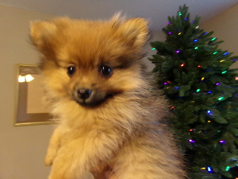 Medium Photo #1 Pomeranian Puppy For Sale in SPRING HILL, KS, USA