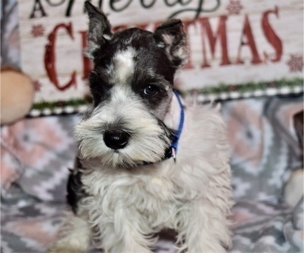 Medium Photo #5 Schnauzer (Miniature) Puppy For Sale in CASSVILLE, MO, USA