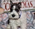 Small Photo #5 Schnauzer (Miniature) Puppy For Sale in CASSVILLE, MO, USA