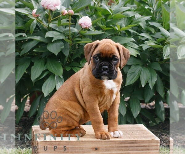 Medium Photo #3 Boxer Puppy For Sale in NARVON, PA, USA