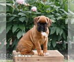 Small #2 Boxer