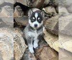 Small Photo #11 Alaskan Klee Kai-Pomsky Mix Puppy For Sale in STAPLES, MN, USA
