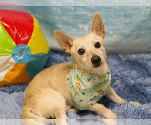 Medium Photo #1 Chihuahua Puppy For Sale in Placerville, CA, USA