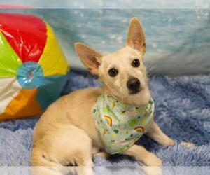 Chihuahua Dogs for adoption in Placerville, CA, USA