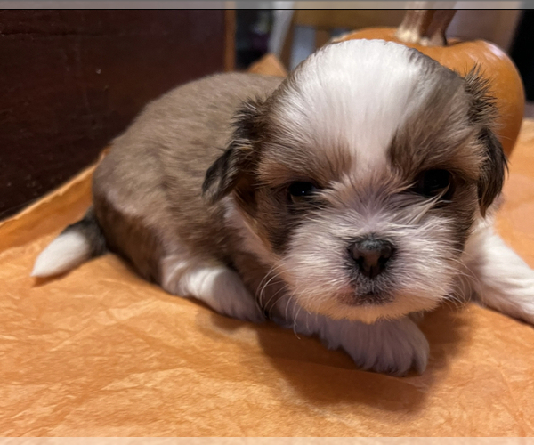 Medium Photo #1 Shih Tzu Puppy For Sale in LOHRVILLE, IA, USA