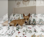 Small #7 Labrador Retriever Mix