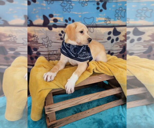 Medium Photo #4 Labrador Retriever-Retriever  Mix Puppy For Sale in Mt. Laurel, NJ, USA